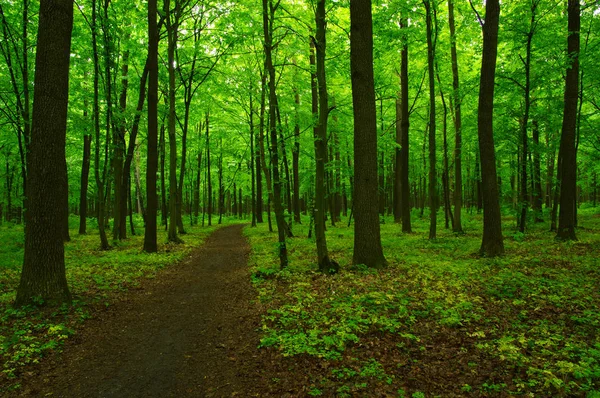 Forêt verte Photo De Stock