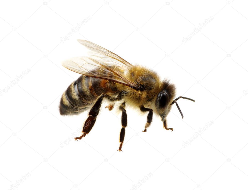 bee 