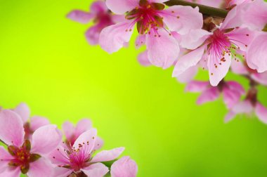 Bahar çiçeği yumuşak ile arka plan bulanıklık