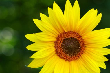 Ayçiçeğine yaklaş