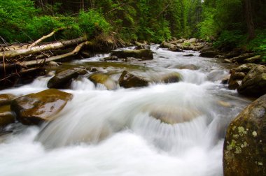 Yeşil ormandaki nehir dağ