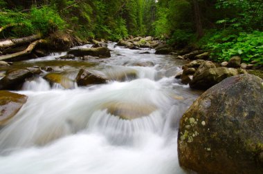 Yeşil ormandaki nehir dağ