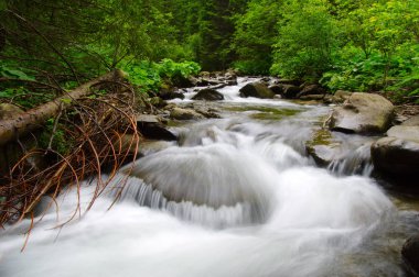 Yeşil ormandaki nehir dağ