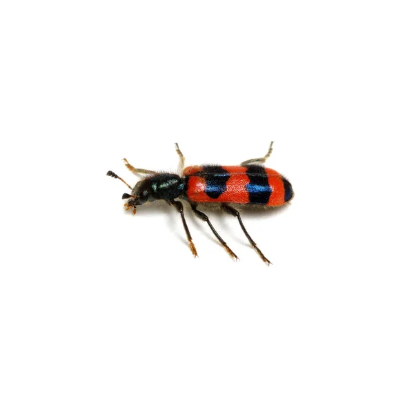 Besouro vermelho em um branco — Fotografia de Stock