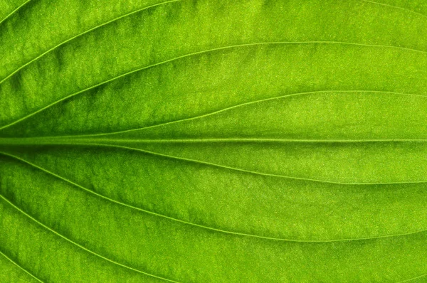 Grøn bladstruktur - Stock-foto