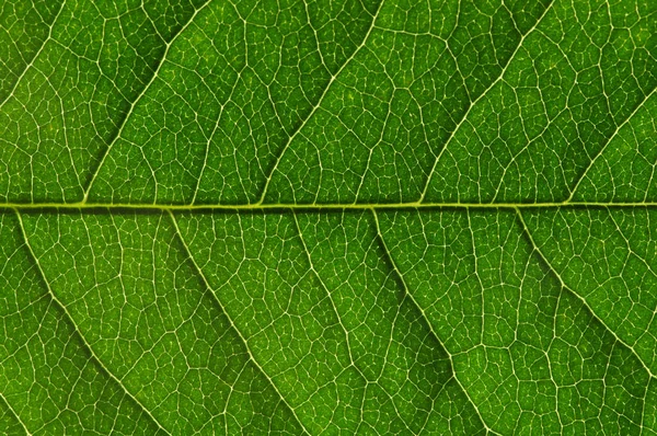 Textura de hoja verde —  Fotos de Stock