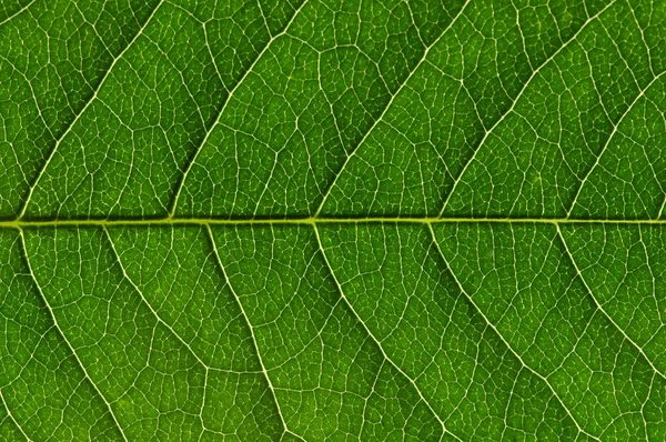 Textura de folha verde — Fotografia de Stock