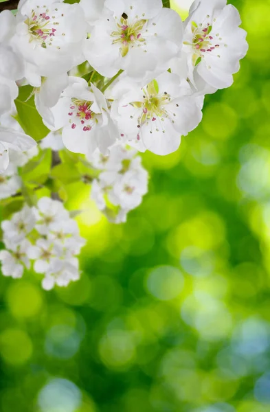 Весенний цветок на мягком размытом фоне — стоковое фото