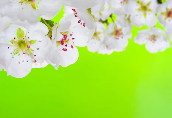 Fiore di primavera con morbido sfondo sfocato — Foto Stock