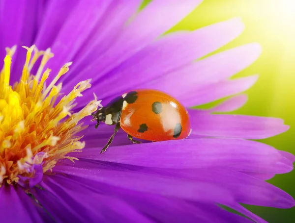 Coccinella e fiore — Foto Stock