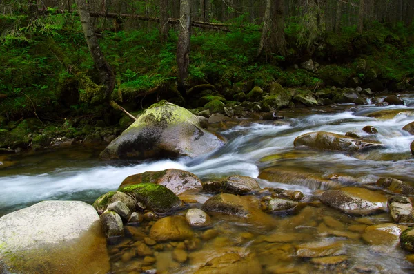 Horská řeka v zeleném lese — Stock fotografie