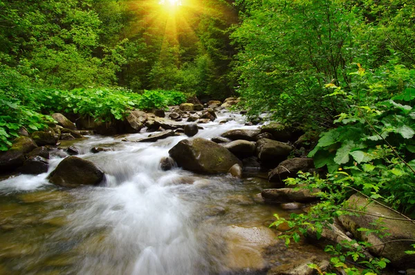 Горная река в зеленом лесу — стоковое фото