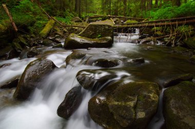 Yeşil ormandaki nehir dağ