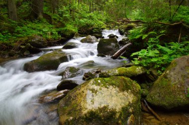 Yeşil ormandaki nehir dağ