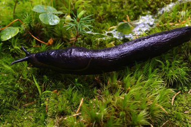 ormandaki Slug