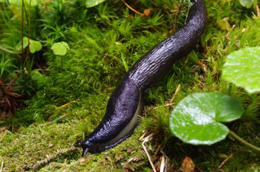 ormandaki Slug