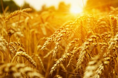  Buğday alan tarih Pzr