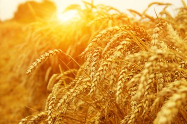  Buğday alan tarih Pzr