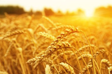  Buğday alan tarih Pzr