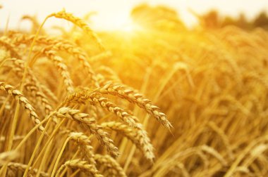  Buğday alan tarih Pzr