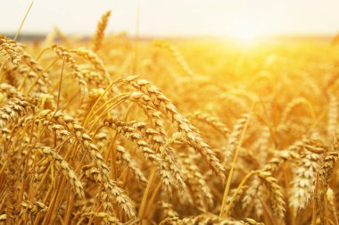  Buğday alan tarih Pzr