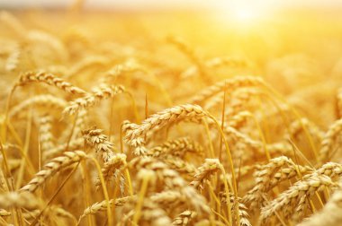  Buğday alan tarih Pzr