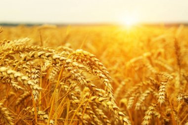  Buğday alan tarih Pzr