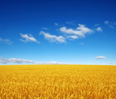 Buğday tarlası ve gökyüzü 