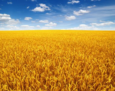 Buğday tarlası ve gökyüzü 