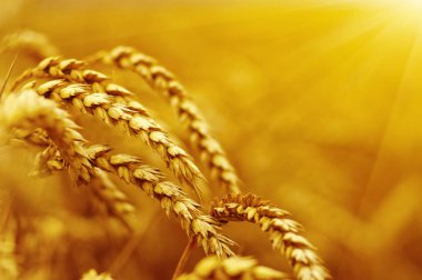  Buğday alan tarih Pzr