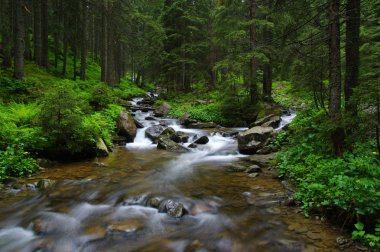 ormandaki nehir dağ.