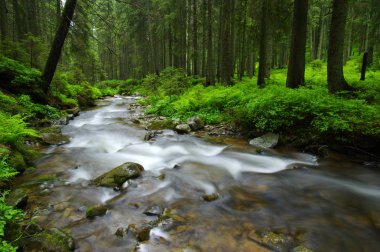 ormandaki nehir dağ.