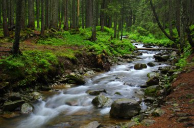 ormandaki nehir dağ.