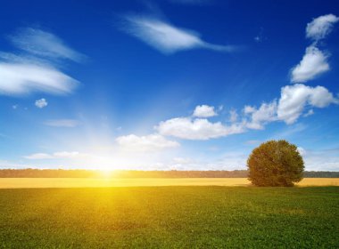 yeşil çimen ve ağaç