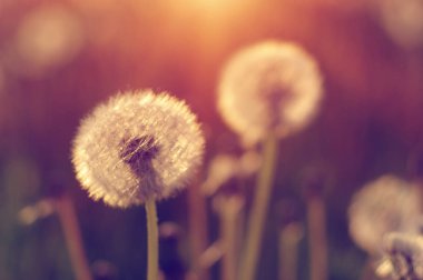 Güneşte karahindiba 