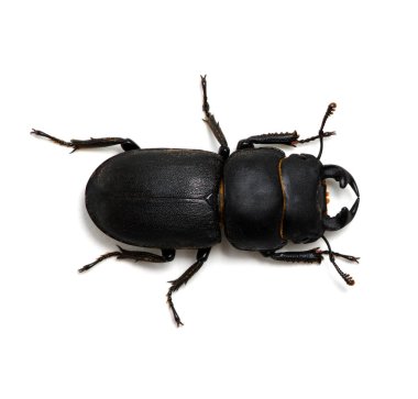 beyaz üzerine siyah böceği 