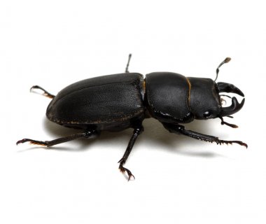 beyaz üzerine siyah böceği 