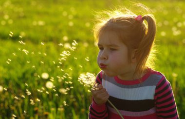 Kız üfleme karahindiba 