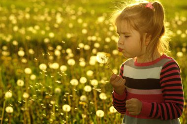 Kız üfleme karahindiba 