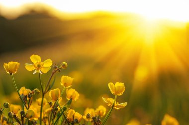 Bahar Çiçekleri Tarlası 