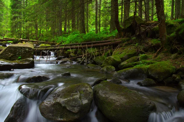 Trees in forest — Stock Photo, Image