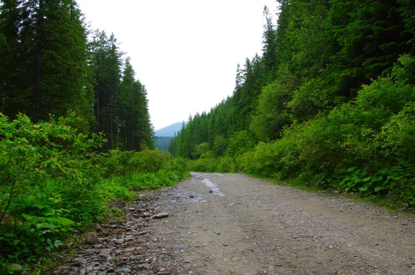 Stone road in a coniferous forest — Stock Photo, Image