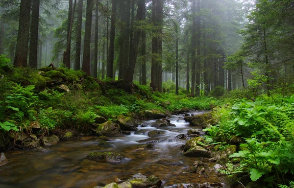 Arroyo en la madera — Foto de Stock