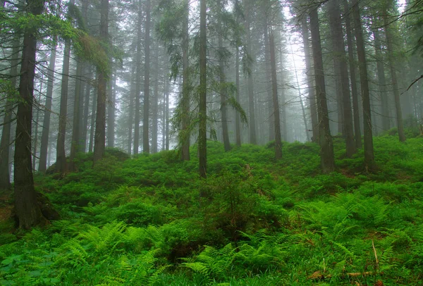 Árvores na floresta — Fotografia de Stock