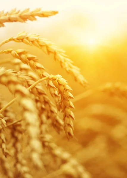 Campo di grano su sole — Foto Stock