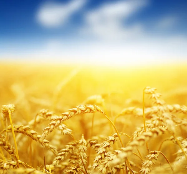밀 밭 과 태양 — 스톡 사진