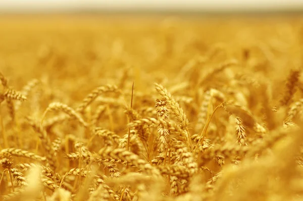 Wheat field on sun — Stock Photo, Image