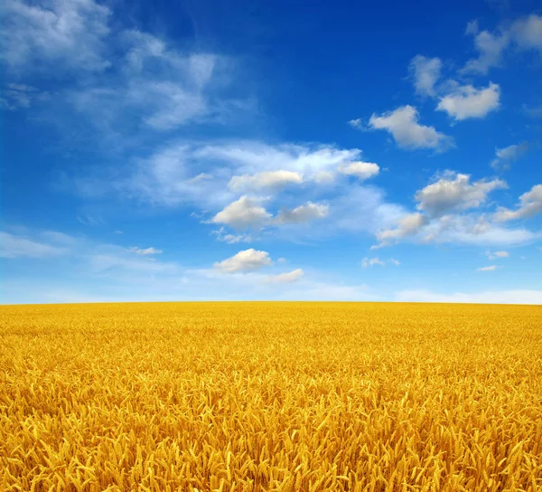 Пшеничне поле і небо — стокове фото