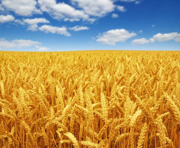 Wheat field and sky — Stock Photo, Image