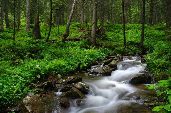 Rio da montanha na floresta . — Fotografia de Stock